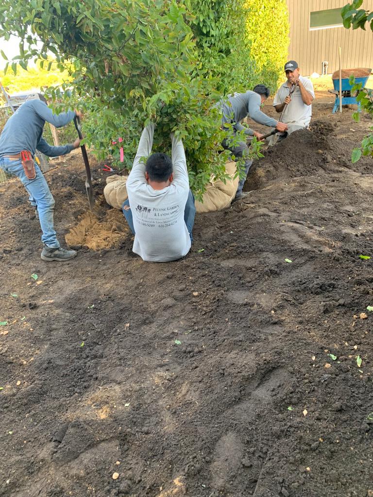 Peconic Garden and Landscaping (AndPeconic) Twitter