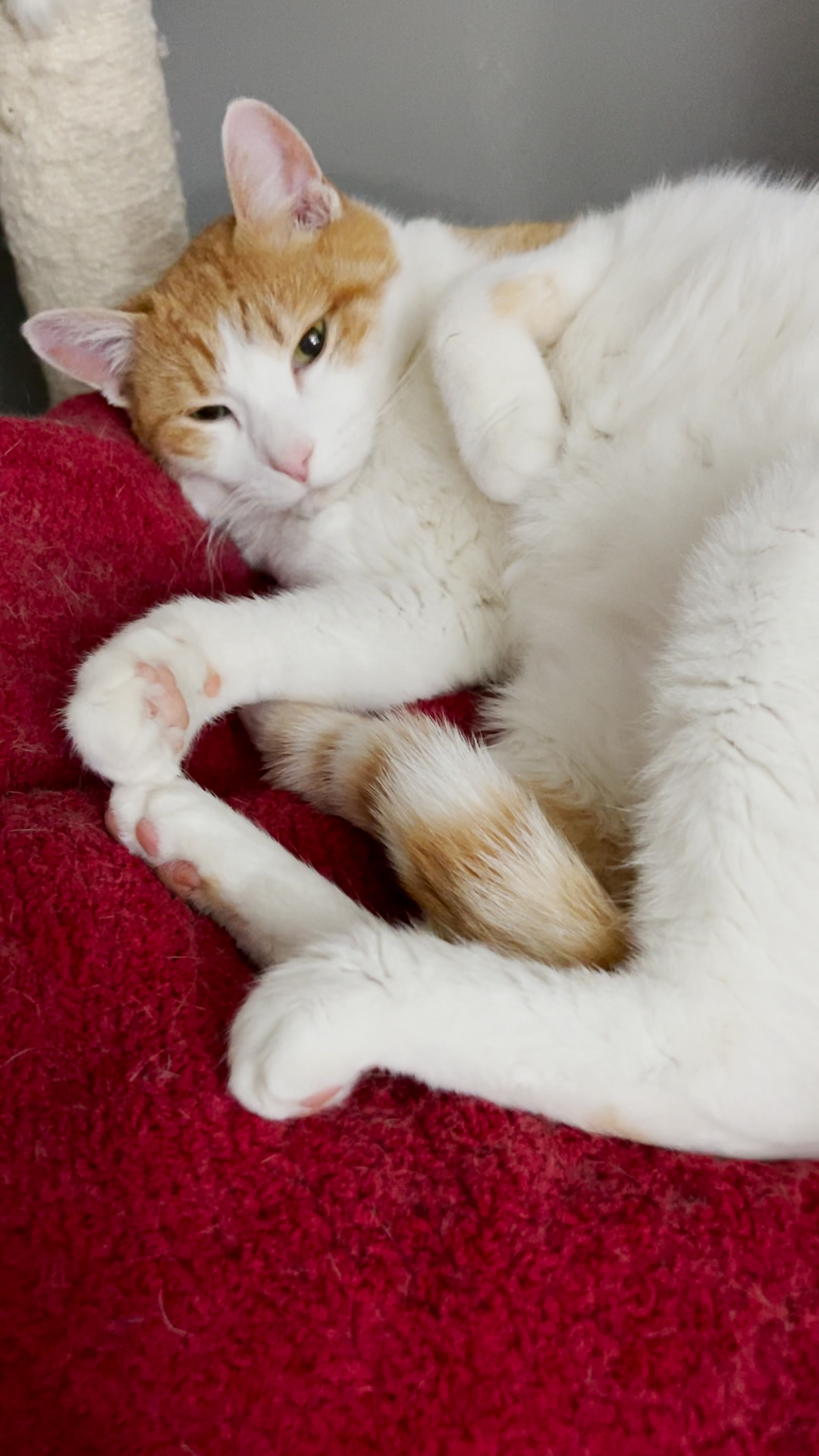 the-dodo-on-twitter-cat-keeps-hissing-at-her-foster-mom-until-a-red