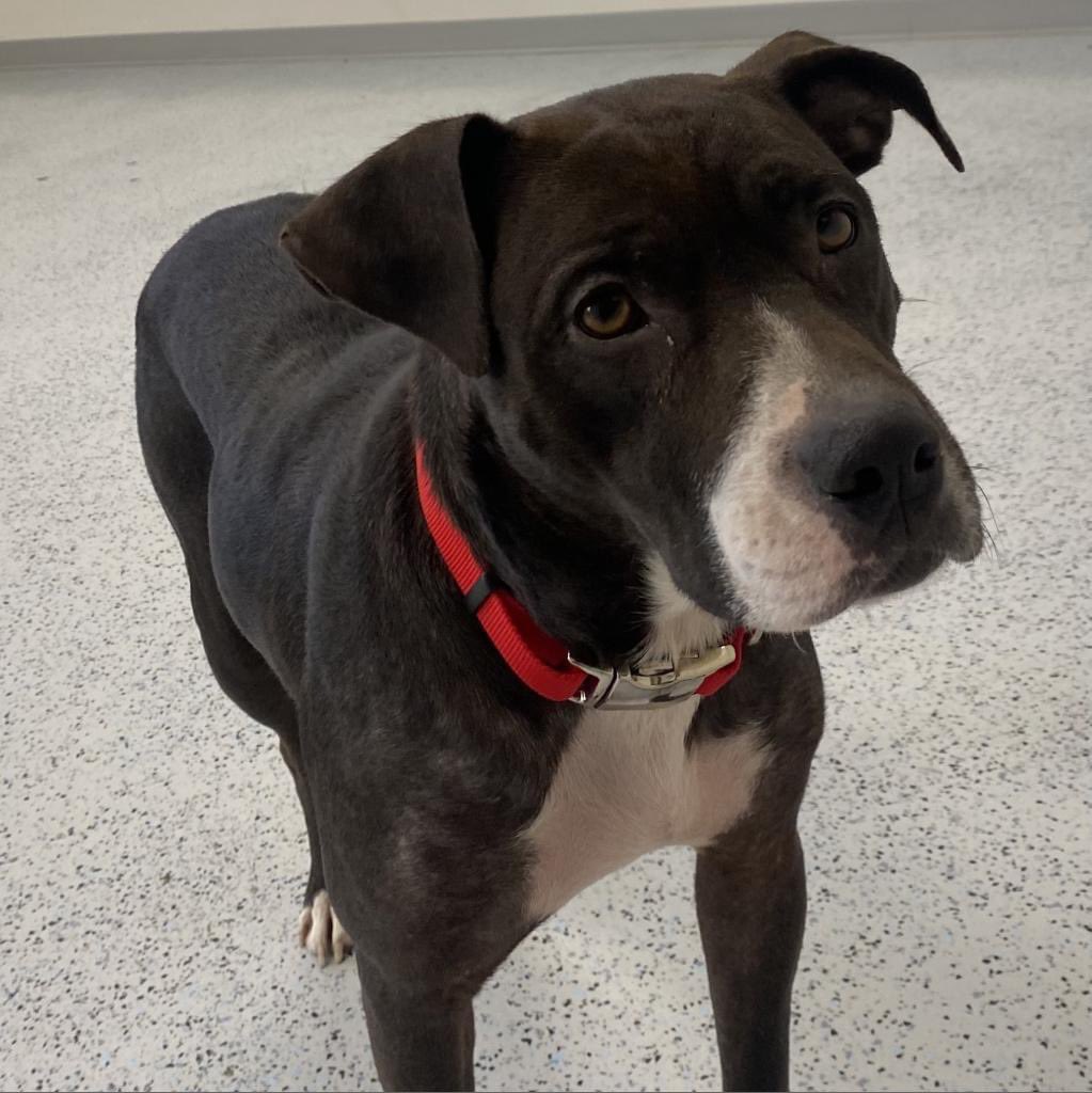 HeartlandPaws's tweet photo. AWAITING ADOPTION: Adira! Adira is currently in a foster home and loving it, but is awaiting her forever home! She is a very sweet mixed breed dog that is highly food motivated and loves attention from those around her.

Contact HHS at 605-664-4244! https://t.co/AMsjIGLxp9