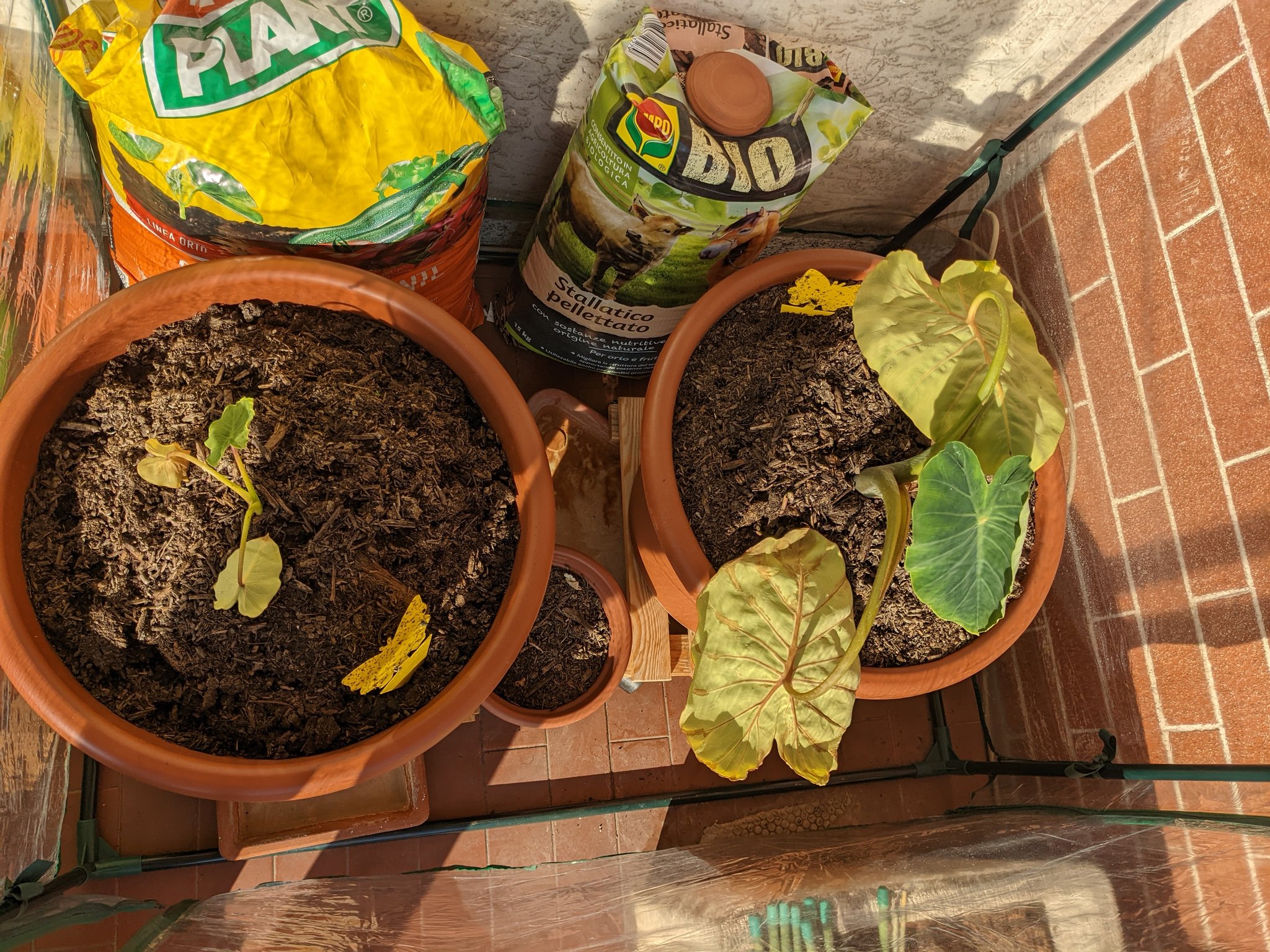 住めば都 プランター栽培に挑戦 Sfidadicrecita Twitter