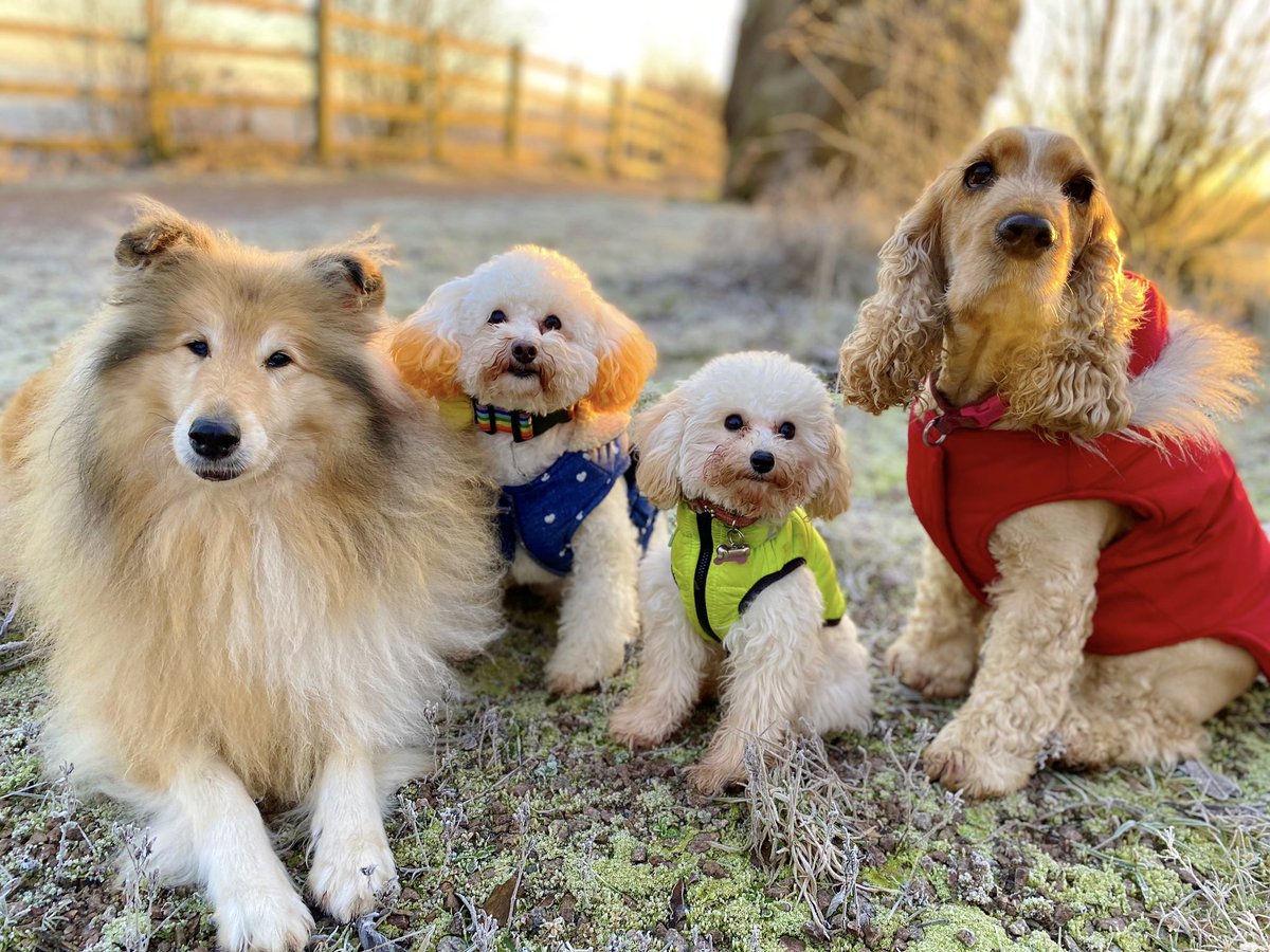 Wags 2 Riches Board of Directors #dogs #cute #winterwalk #dogsincoats #frostymorning