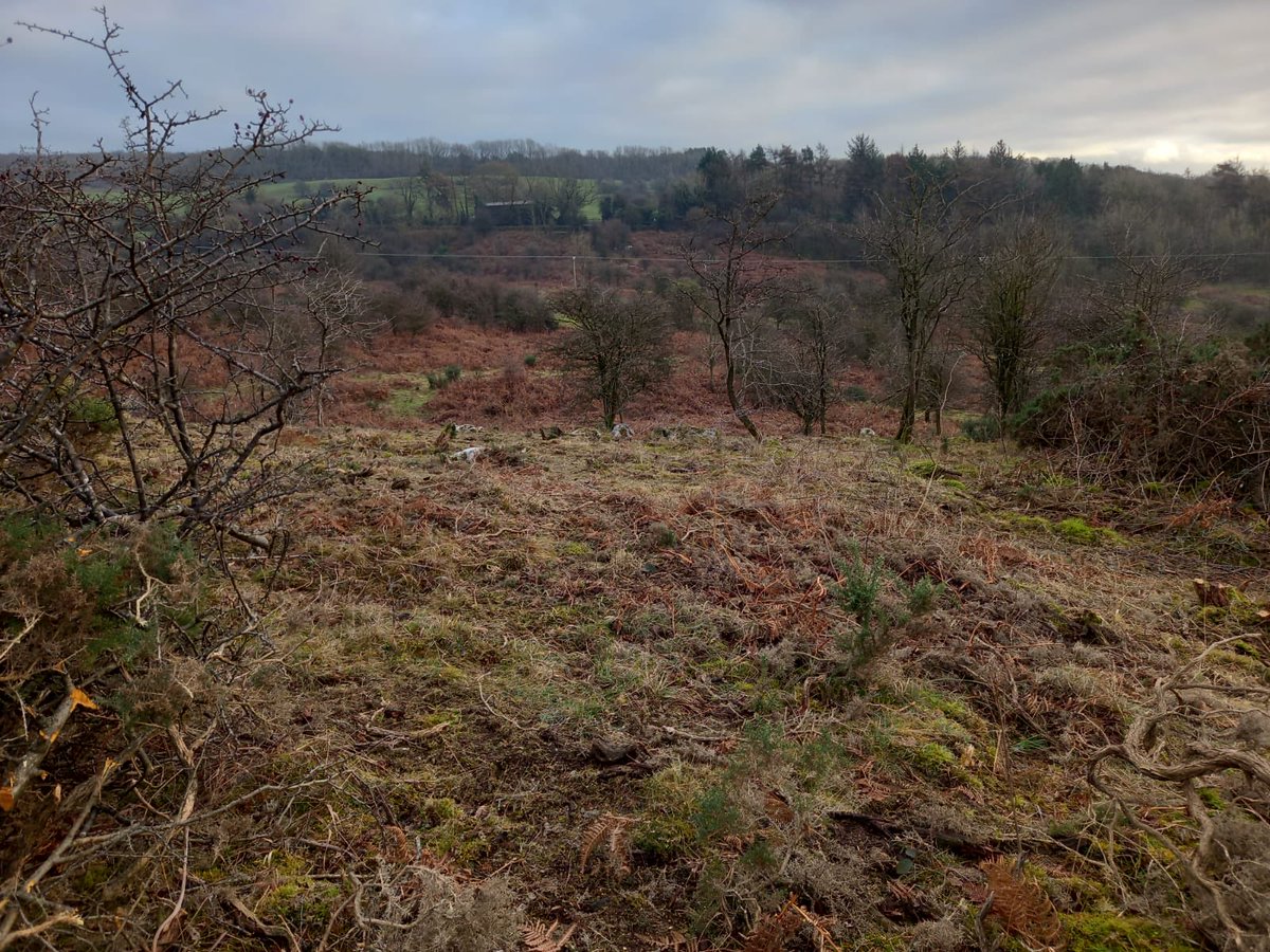 mwain2's tweet photo. Great work by Steve Partridge @garden-lancaster at this priority #highbrown #fritillary #butterfly site in #morecambebay. Creating open sunny rides for these rare butterflies. https://t.co/pCgqcjBQaZ