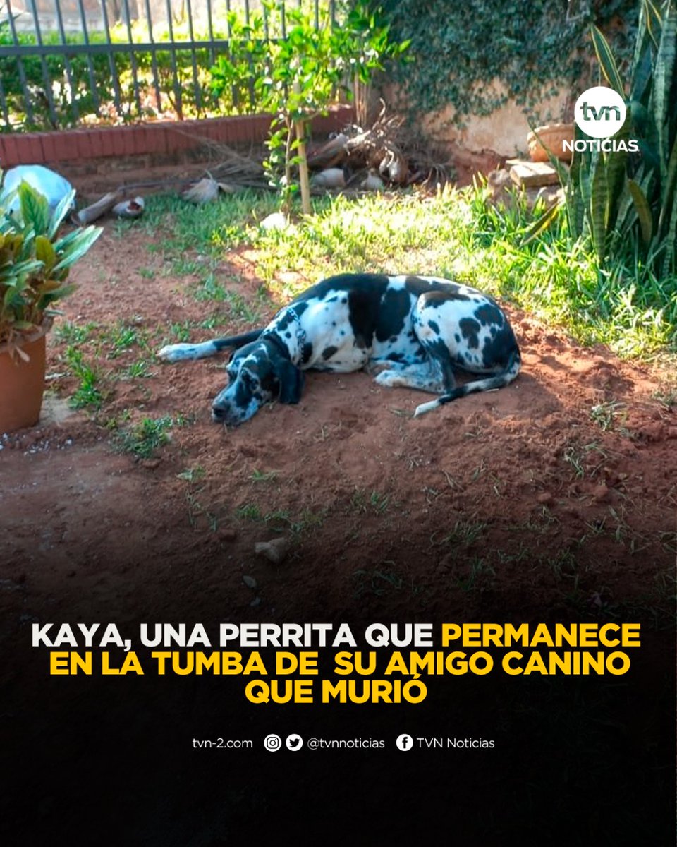 tvnnoticias's tweet photo. En Twitter se conoció la historia de una pareja de perros de raza gran danés que tenían una entrañable amistad, y que fue más allá de la muerte.⁣⁣⁣ Sus nombres son Kaya y Gaspar. #NoticiasTVN https://t.co/YFGAEbS11r