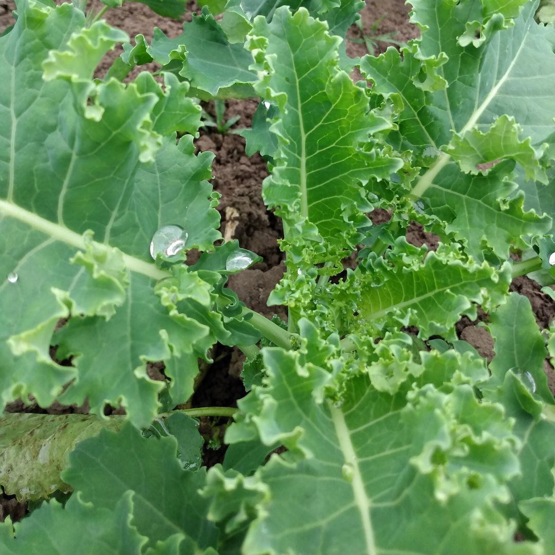 Lunar Rhythm Gardens next on-farm mini market is January 22.

Their on-farm mini markets are a great way to receive local and organic vegetables, meats, eggs and other food items.

Place your Mini Market Orders Now for this Weekend!
forms.gle/zNsxS53AS7UzjD…