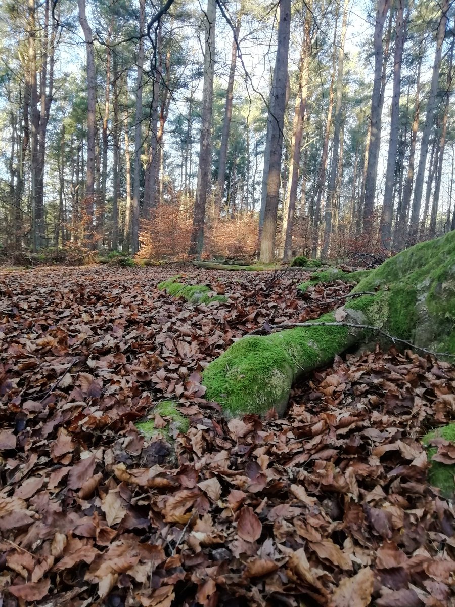 CorrinsArt's tweet photo. #WheresRuby hiding in the woods today?
#dogsoftwitter #dogs #CockerSpaniel https://t.co/0QoFjPmaBT