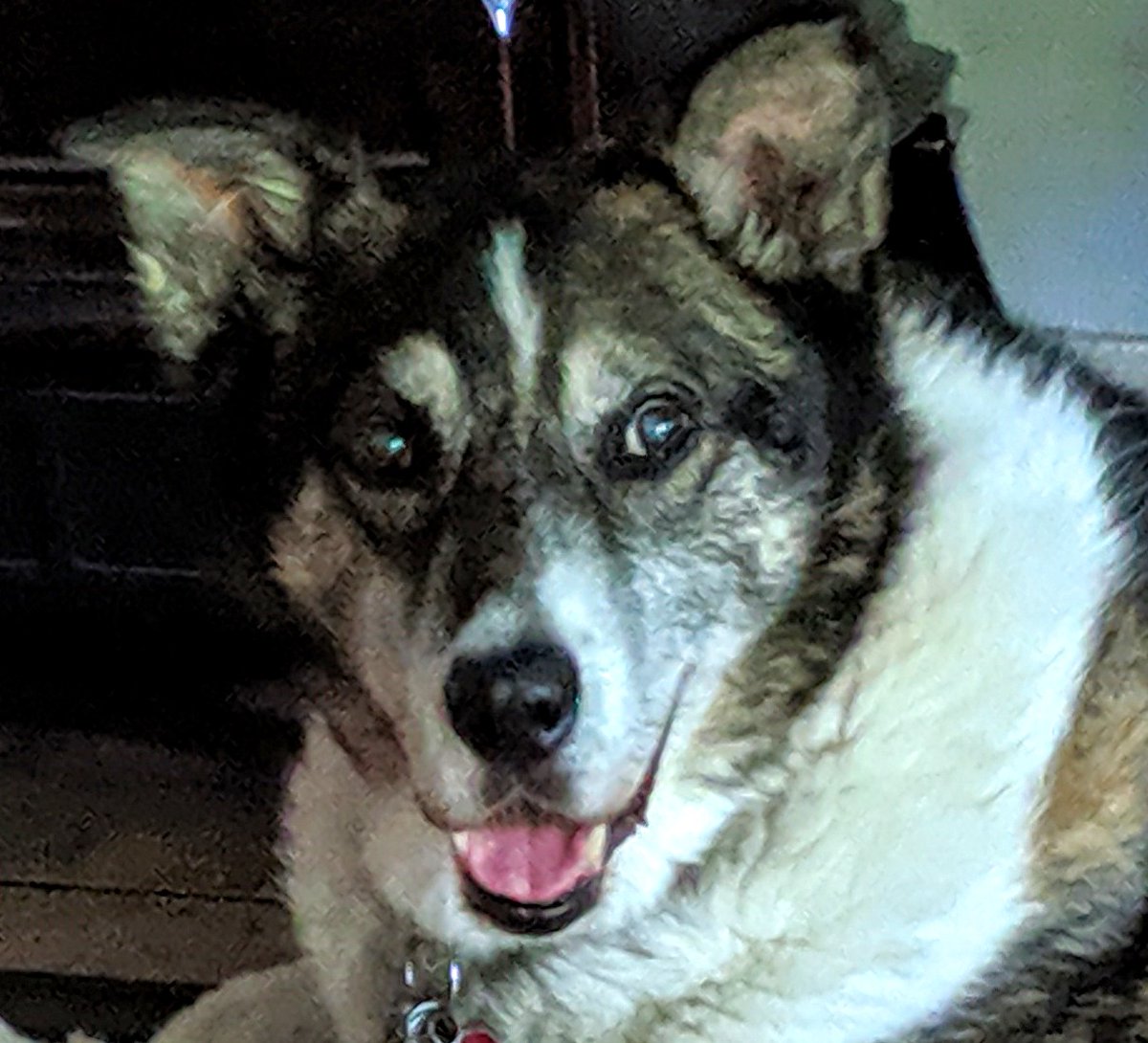 NHWoodsGirl's tweet photo. #Mushing #sleddog #wheeldog #HIKE https://t.co/U7CIbJLCRW