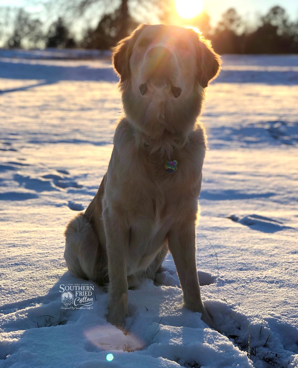 SoFriCo's tweet photo. It's snow day every day featuring our 2021 dog contest entry Wrangler ❄️ #SoFriCo
•
•
•
#snow #snowday #dog #dogoftheday https://t.co/5Ju3FmUMcS