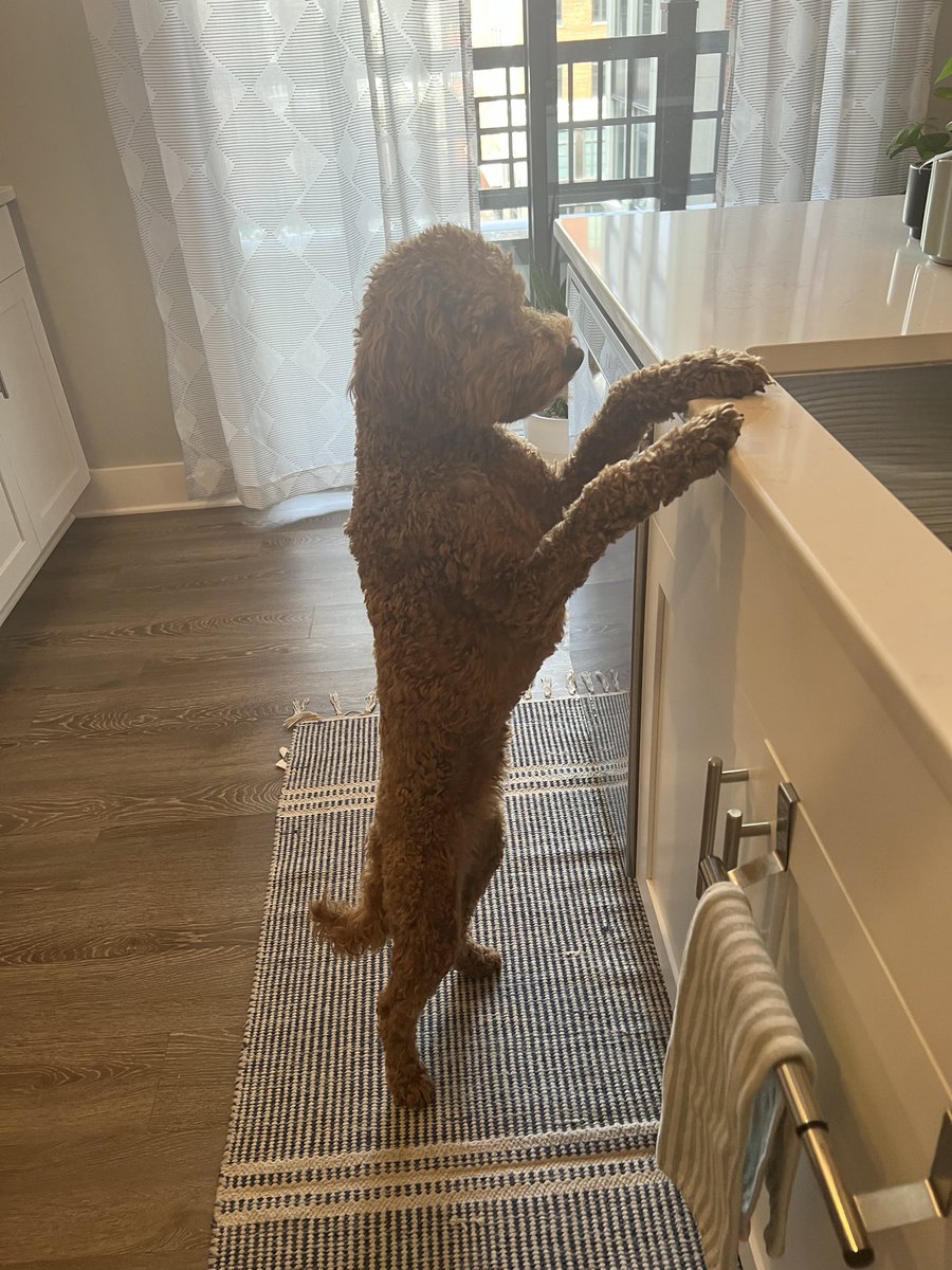 emmanichter1's tweet photo. progression of piper being TERRIFIED of the cleaning ladies 🥺🤣🤣🤣 https://t.co/ALTPKITJCm