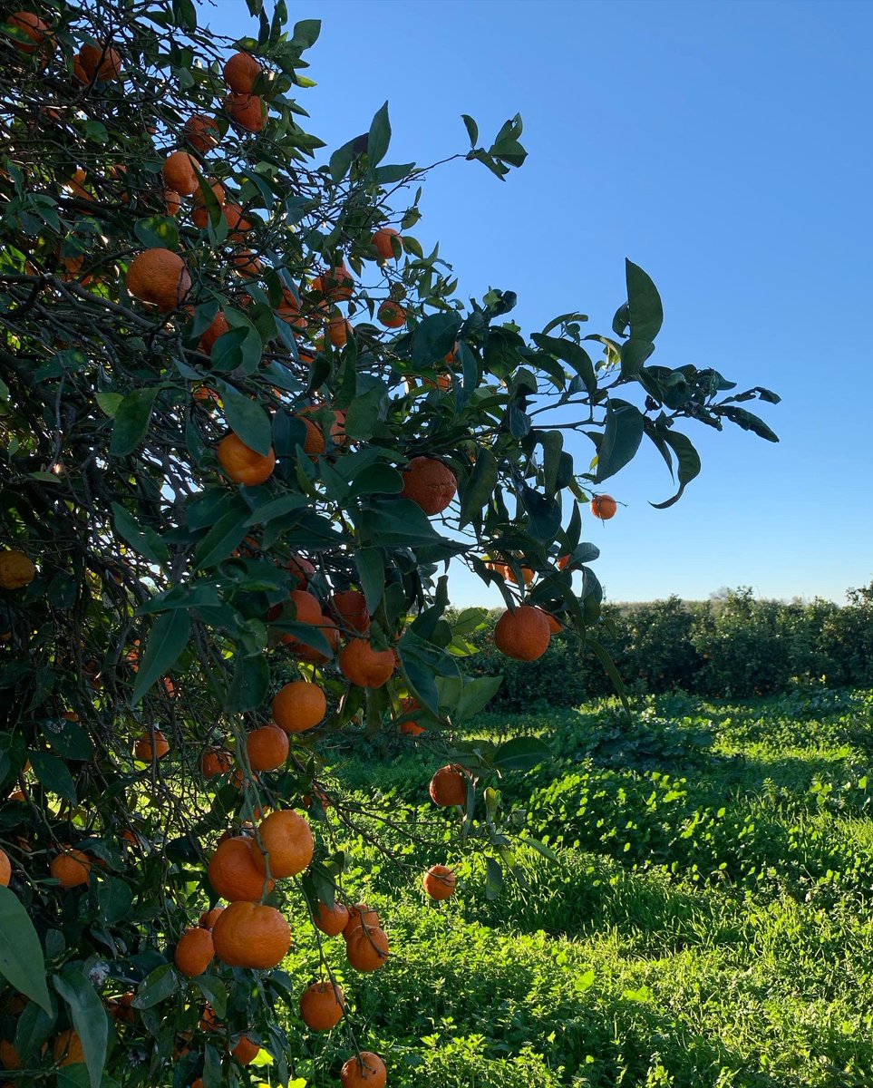 Gospa Citrus tweet media