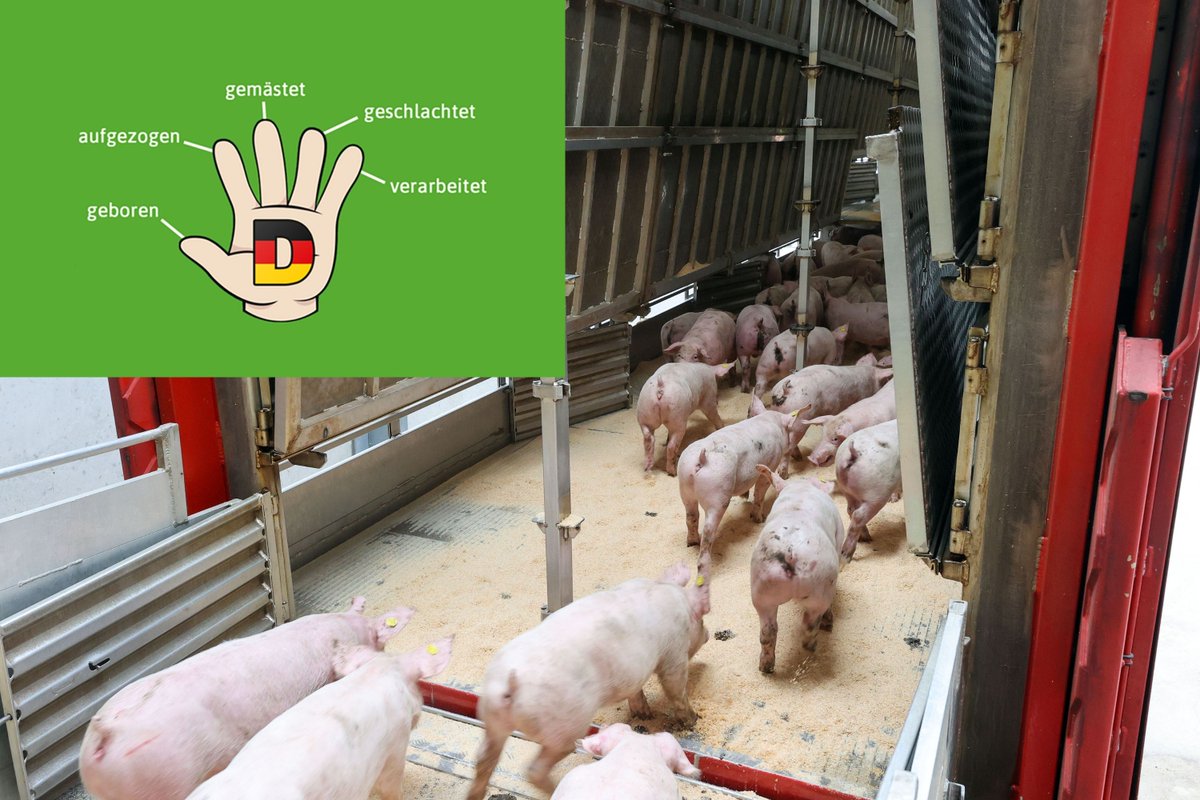 Boerderij_nl's tweet photo. Diverse Duitse supermarktketens willen in de loop van 2022 uitsluitend nog #varkensvlees van volledig Duitse herkomst aanbieden. Wat betekent de invoering en opkomst van het zogenoemde #5xD voor Nederlandse #varkenshouders? Lees het artikel:
https://t.co/1zxaDMAZIe https://t.co/fzE9P9yqJj