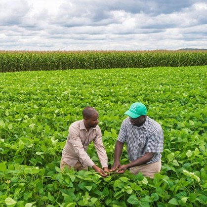 MufaroTheFarmer🍊🍉🍎🍓🍒🍇🥬🍍🌽🥒🥦 tweet media
