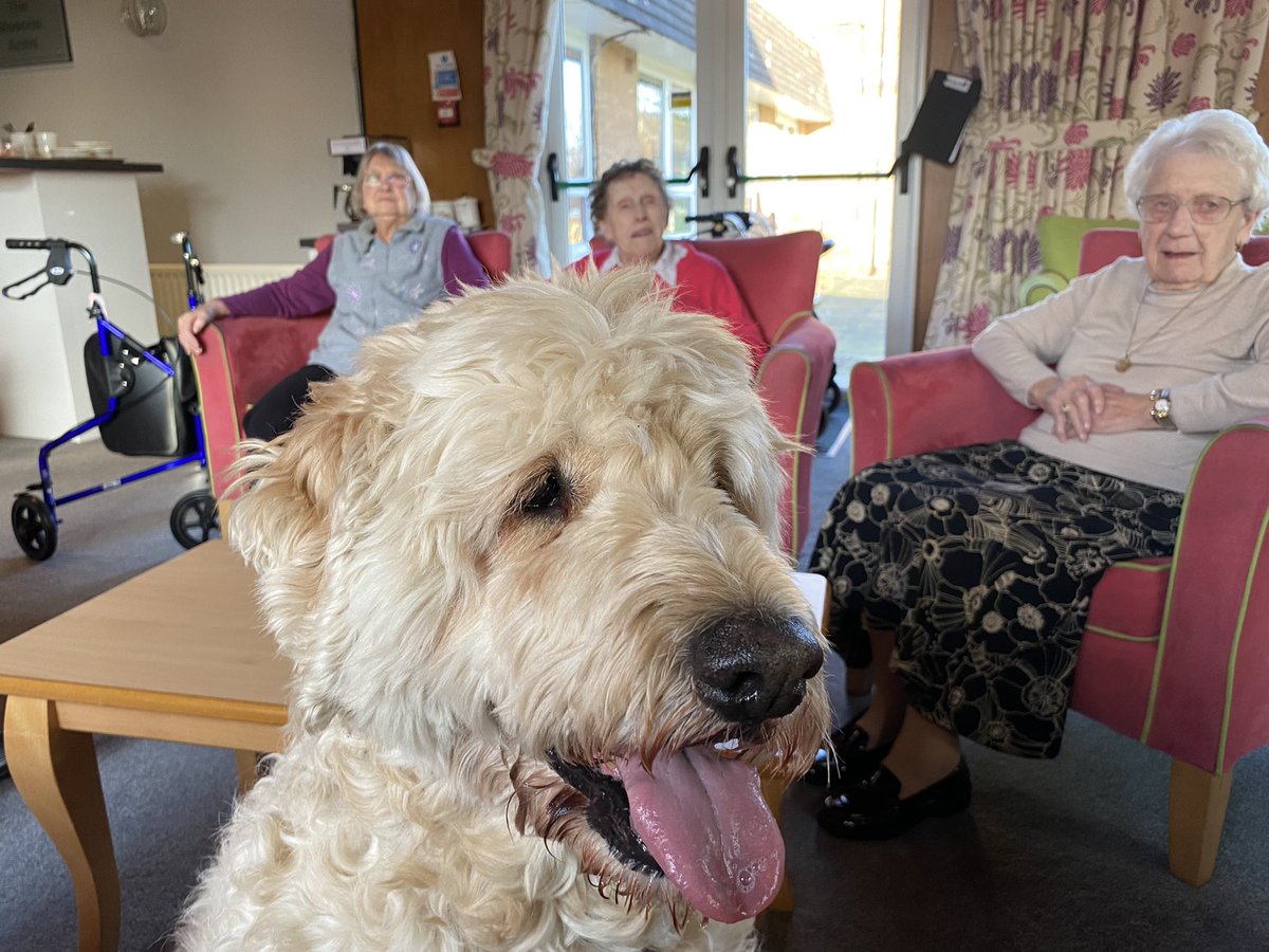 Lunchtime <a href="/PetsAsTherapyUK/">Pets As Therapy</a>  visit to <a href="/ELMCHewlettCt/">HewlettCourt</a> to see residents and staff. They all #love me