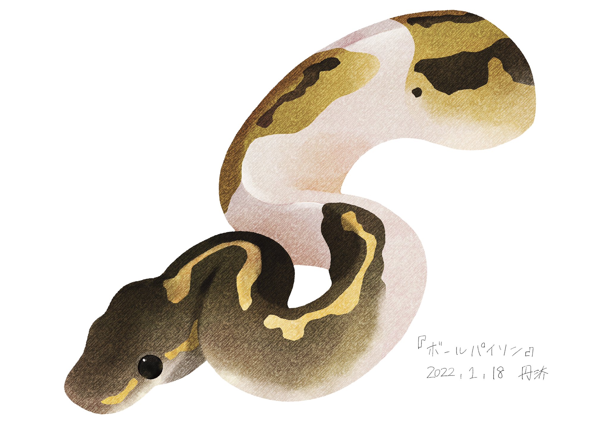 丹汰 ボールパイソン描きました パイボールド好きです イラスト Illustration T Co Cokwagvfgt Twitter 丹汰 ボールパイソン描きました パイボールド好きです イラスト Illustration T Co Cokwagvfgt Twitter