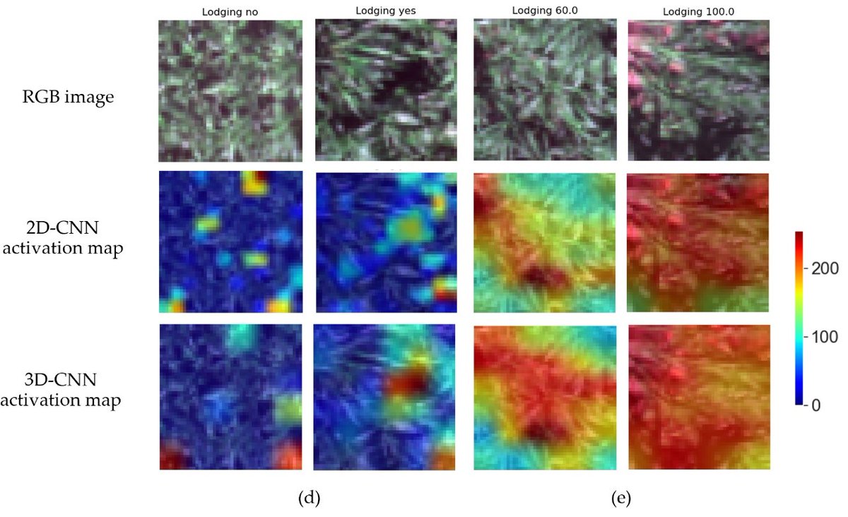 Andrew Leakey (@leakey77) on Twitter photo Happy to share new preprint demonstrating the power of 3D versus 2D neural nets to evaluate lodging in biomass sorghum from time-series UAV remote sensing data agrirxiv.org/search-details… <a href="/CABBIbio/">CABBI</a> <a href="/NAPPN_org/">North American Plant Phenotyping Network</a> <a href="/DigitalAgUIUC/">Illinois Center for Digital Agriculture</a> <a href="/I_P_P_N/">IPPN</a> <a href="/ASPB/">ASPB</a> <a href="/RemoteSens_MDPI/">Remote Sensing MDPI</a> Happy to share new preprint demonstrating the power of 3D versus 2D neural nets to evaluate lodging in biomass sorghum from time-series UAV remote sensing data agrirxiv.org/search-details… <a href="/CABBIbio/">CABBI</a> <a href="/NAPPN_org/">North American Plant Phenotyping Network</a> <a href="/DigitalAgUIUC/">Illinois Center for Digital Agriculture</a> <a href="/I_P_P_N/">IPPN</a> <a href="/ASPB/">ASPB</a> <a href="/RemoteSens_MDPI/">Remote Sensing MDPI</a>
