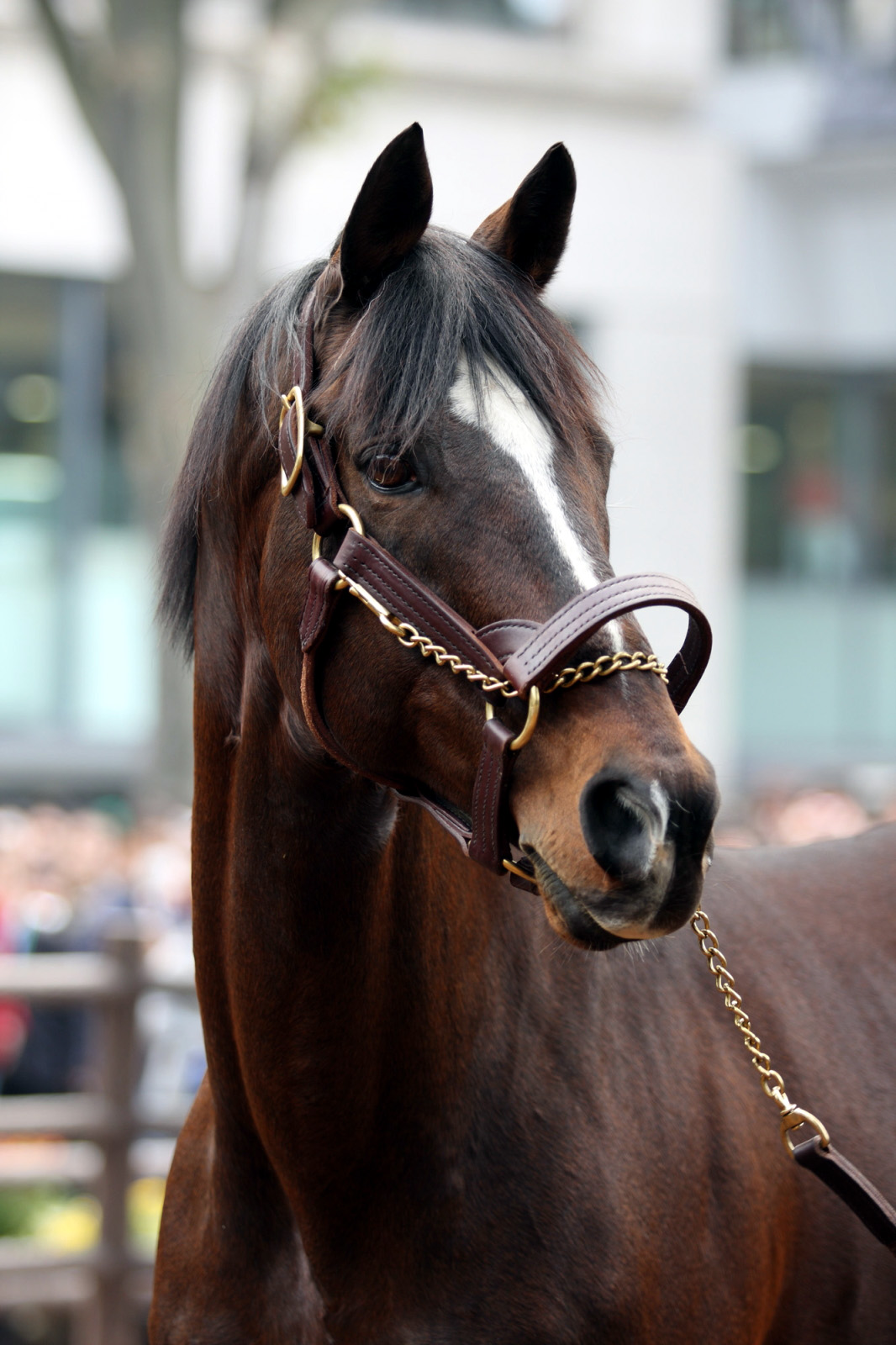 トウカイテイオー産駒の会 Tokaiteiosannku Twitter