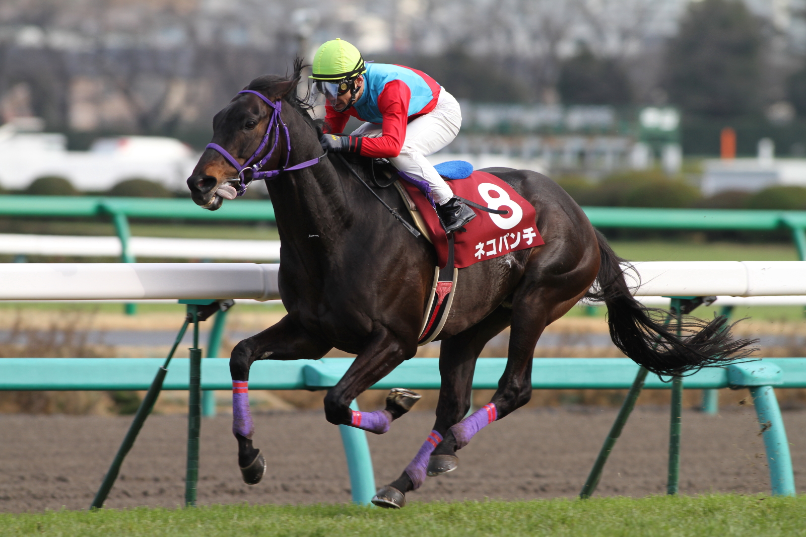 Jra Van公式 今日2月22日は猫の鳴き声を語呂合わせにした 猫の日 です 名前にネコがつく競走馬といえば やはり12年の日経賞を制した ネコパンチ そういえば 先月の京成杯を勝った オニャンコポン は猫が馬名由来ではないことはご存知でしたか