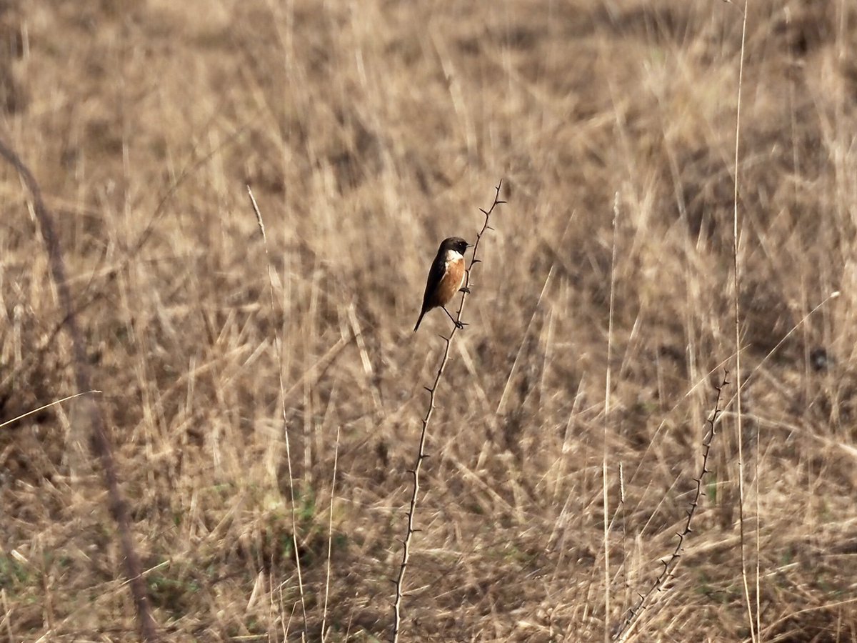 Dave Butler tweet media