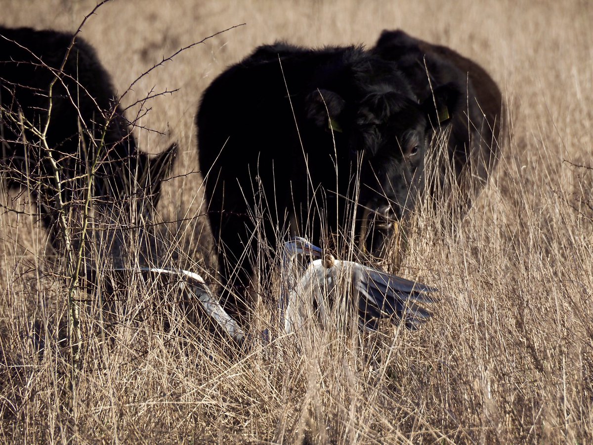 Dave Butler tweet media