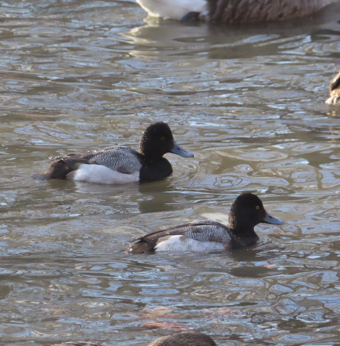 NoamElcott's tweet photo. I think I caught the greater and lesser scaups at the CP Pool this morning. Yes? If so, which is which? Thanks for the help! ⁦@BirdCentralPark⁩ https://t.co/fmtXPzYvff