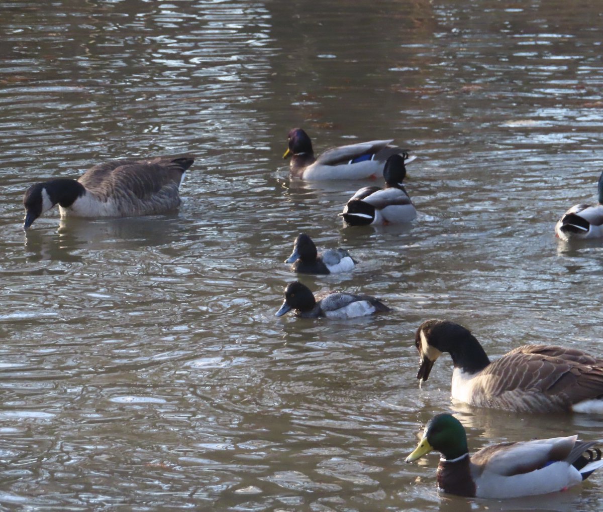 NoamElcott's tweet photo. I think I caught the greater and lesser scaups at the CP Pool this morning. Yes? If so, which is which? Thanks for the help! ⁦@BirdCentralPark⁩ https://t.co/fmtXPzYvff