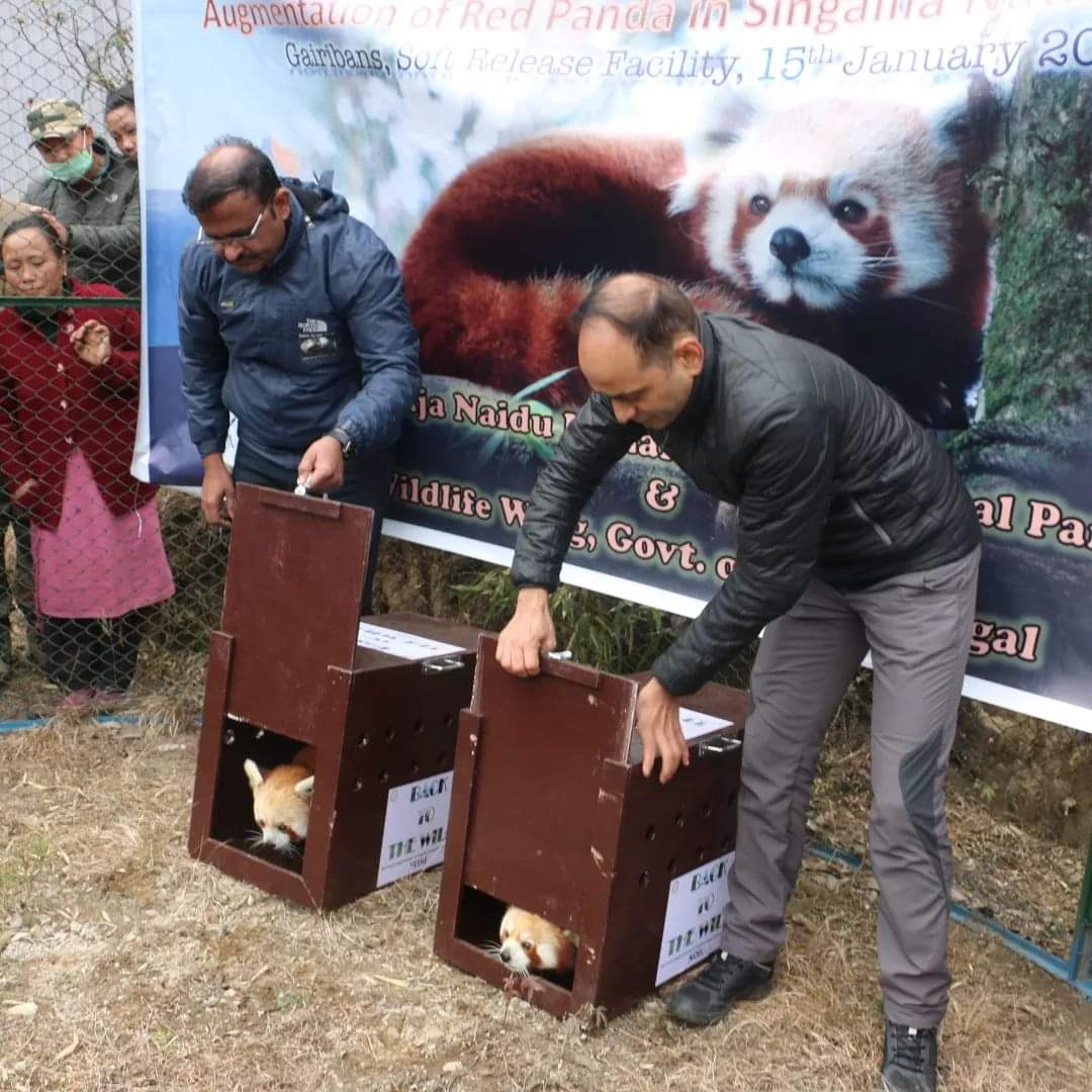 Saket_Badola's tweet photo. Two pairs of Red Pandas, namely Smile, Shifu, Noel and Yeshe from Padmaja Naidu Himalayan Zoological Park, West Bengal were restocked in Singalila National Park. This is the second such restocking of Red Pandas in the wild, the first was done in the year 2003-2004. 👍🏻👌🏻
PC: PNHZP https://t.co/ZdY6oukhcn