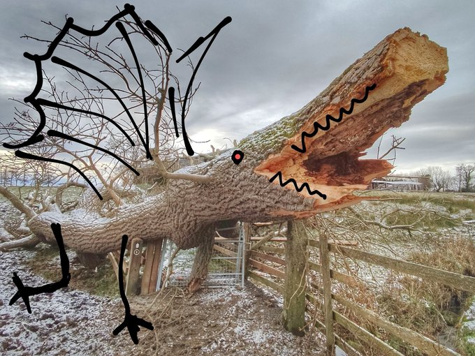 dew18willow's tweet photo. Well, I've tamed Gary's dragon today! Also, cleared a path round a fallen tree with trusty loppers, but chain saw required. #HWpath #NationalTrail #hadrianswall https://t.co/JC1qTyPlbl