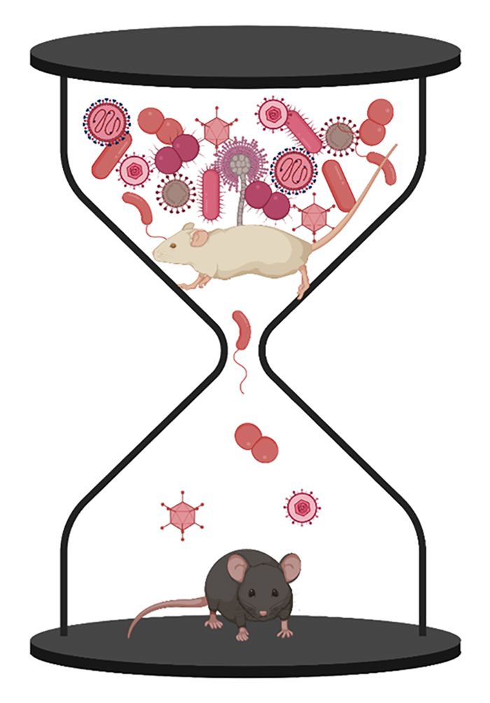 Journal of Experimental Medicine (@jexpmed) on Twitter photo Cohousing of dirty pet store mice infected with a multitude of pathogens leads to transmission of these agents to clean laboratory mice. <a href="/ChristinHerrma1/">Christin Herrmann</a> and <a href="/CadwellLab/">Cadwell Lab</a> highlight study (bit.ly/3sYrE5P) by <a href="/lizfay20/">Liz Fay</a> et al. <a href="/LangloisLab/">Ryan Langlois</a>. bit.ly/3FURife Cohousing of dirty pet store mice infected with a multitude of pathogens leads to transmission of these agents to clean laboratory mice. <a href="/ChristinHerrma1/">Christin Herrmann</a> and <a href="/CadwellLab/">Cadwell Lab</a> highlight study (bit.ly/3sYrE5P) by <a href="/lizfay20/">Liz Fay</a> et al. <a href="/LangloisLab/">Ryan Langlois</a>. bit.ly/3FURife