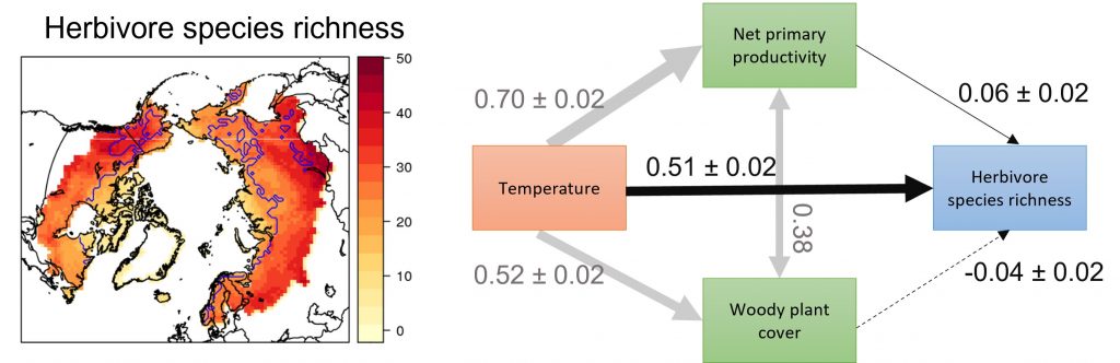 Herbivory Network (@herbivoryn) on Twitter photo Will borealization of Arctic tundra #herbivore communities be driven by climate warming or vegetation change? James Speed et al. look at influences of #temperature, primary #productivity & woody plant cover in <a href="/GlobalChangeBio/">Global Change Biology</a> <a href="/NTNU/">NTNU</a>norway @NTNU <a href="/icbarrio/">isabel c barrio</a> herbivory.lbhi.is/2022/01/17/wil… Will borealization of Arctic tundra #herbivore communities be driven by climate warming or vegetation change? James Speed et al. look at influences of #temperature, primary #productivity & woody plant cover in <a href="/GlobalChangeBio/">Global Change Biology</a> <a href="/NTNU/">NTNU</a>norway @NTNU <a href="/icbarrio/">isabel c barrio</a> herbivory.lbhi.is/2022/01/17/wil…
