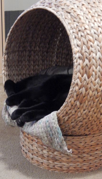 TheRealOtisFuzz's tweet photo. O deer i think i have too many legs! It iz allways sumthing! @badpiratemonkey @PicklesBottom @Blutospin @cat01cat01cat01 @kimmies_kitties @crosseyedollie @LuckyDaPuppyCat @fluffybasil @flashdapanfur @LordGraydon @StrayLiotta @3coolkatz @JethroKitty @WitchetyMog @mollytheshihtz https://t.co/IMsXUJRd4k