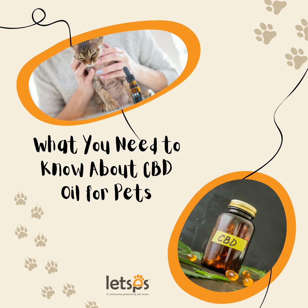 letsps_'s tweet image. If your fur baby has a chronic condition that won’t go away, consider trying CBD oil for pets. This natural remedy is quickly gaining popularity amongst pet owners and holistic veterinarians who are looking for alternative treatment methods. ⁣👌 buff.ly/3ff6b0l