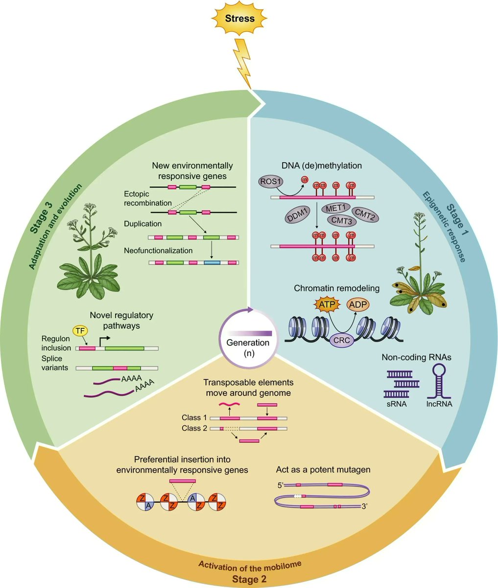 Epigenetics: a catalyst of plant immunity against pathogens

nph.onlinelibrary.wiley.com/doi/full/10.11…
#plantsci ♻️