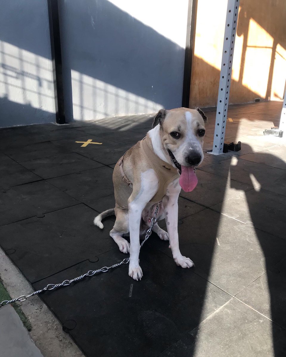 Oigan por favor ayúdenme dando RT necesito encontrarle hogar a Balton URGENTE, no lo puedo tener más porfis 🥺 ES DEMASIADO AMOROSO !!