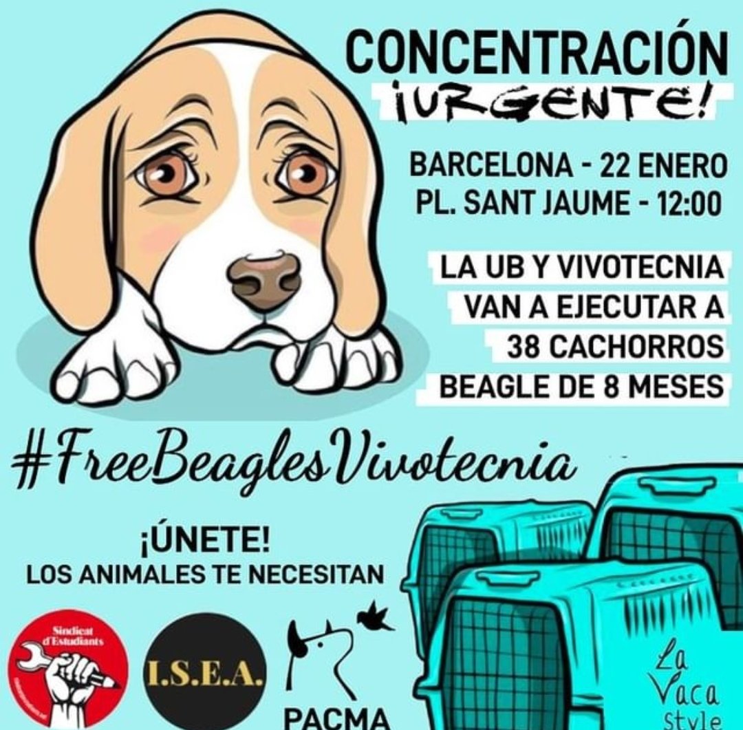 Esme_Alon's tweet photo. #freebeagelsvivotecnia este sábado a las 13h plaza Santa Jaume #Barcelona https://t.co/KRXOh4tymA