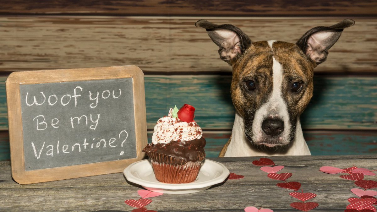 Are you looking for an alternative Valentine's gifts aimed single dog owners?  Looking for last-minute gift guides to feature in. #journorequest #giftguide #luxurydoghampers