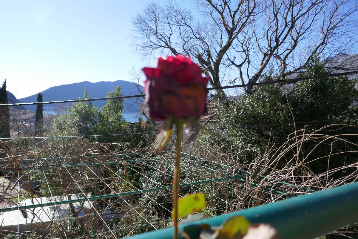 anke_hc's tweet photo. @anke_hc EcoHouse Risan we have our first rose out, one can see Unesco Boka Bay in the back ground. Still quiet, our first mandarin &amp; orange marmelade this year. https://t.co/Zbk0IN6dcq