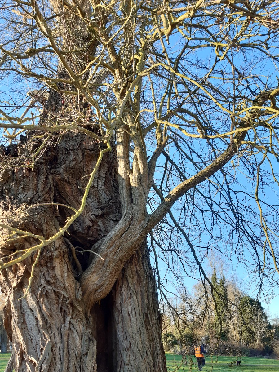 CamCanopyProj's tweet photo. #TreeTuesday: this week we celebrate an arboricultural curiosity - a #tree growing in/on another tree! This symbiotic relationship between a white willow (Salix alba) &amp; a hawthorn (Crataegus monogyna) exists on #SheepsGreen #Cambridge. https://t.co/Wa36TjM2LL