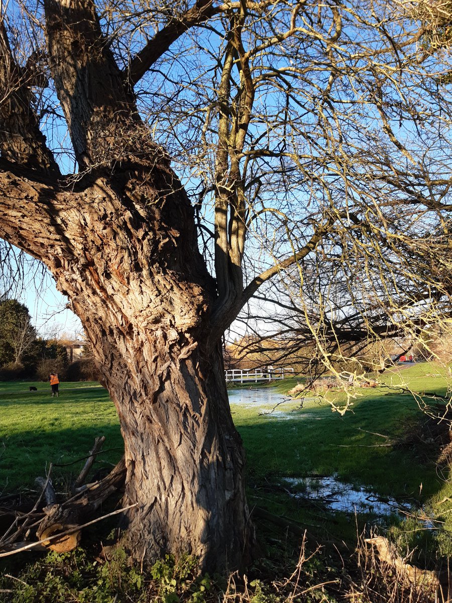 CamCanopyProj's tweet photo. #TreeTuesday: this week we celebrate an arboricultural curiosity - a #tree growing in/on another tree! This symbiotic relationship between a white willow (Salix alba) &amp; a hawthorn (Crataegus monogyna) exists on #SheepsGreen #Cambridge. https://t.co/Wa36TjM2LL