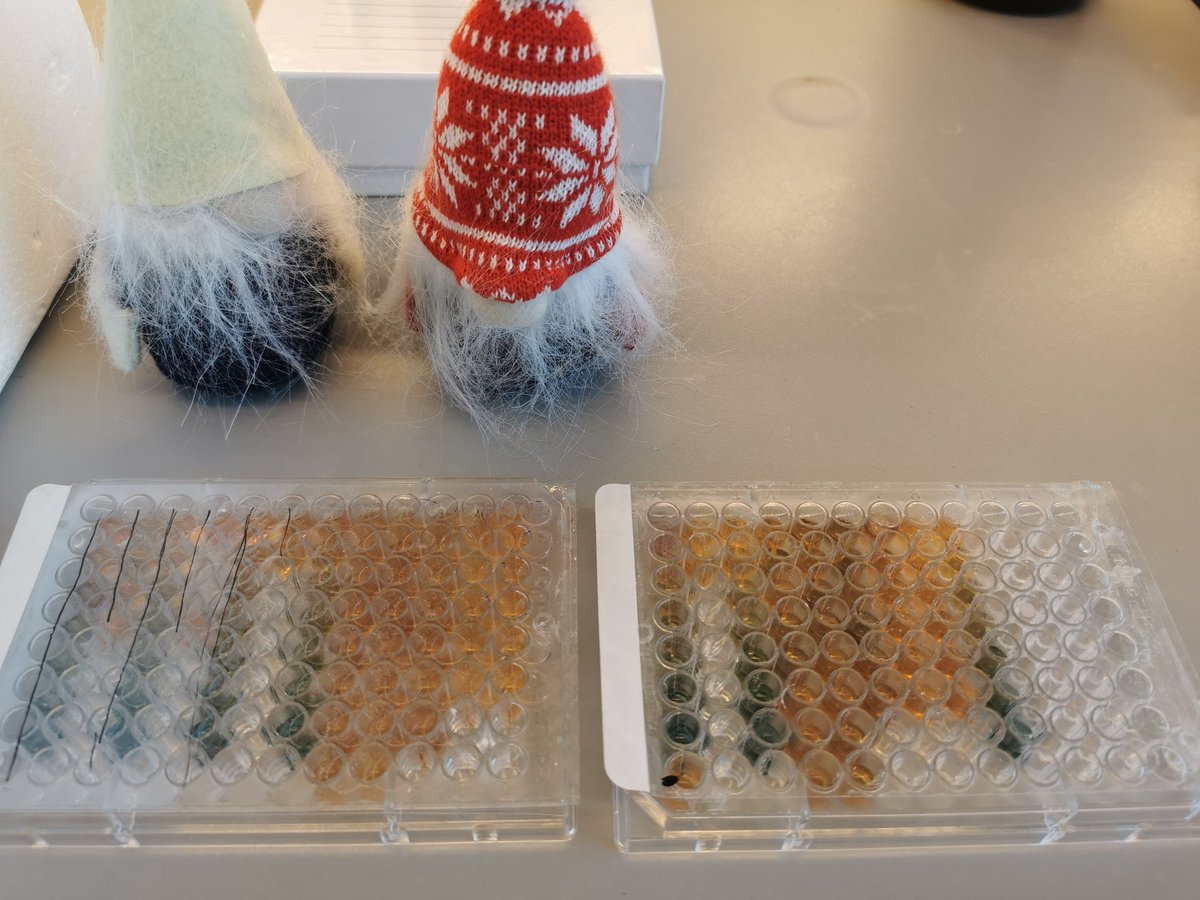 In December, our protein quantification assay results got us into a right Christmas mood!

<a href="/prodigioproject/">ProdigioProject</a> <a href="/magnusarntzen/">Magnus Ø. Arntzen</a>