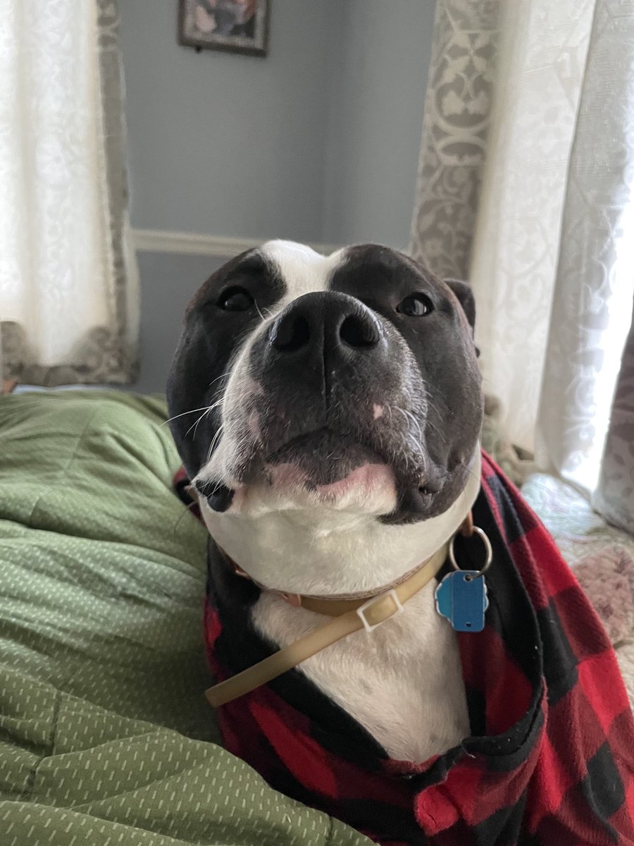 kristasabo6's tweet photo. My sweetie girl is still sleepy 🥱❤️🐾🐾#lovethatface https://t.co/hxYCzzio9t