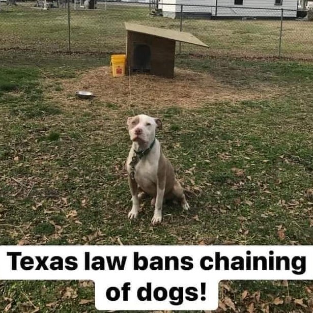 IngridNewkirk's tweet photo. THANK YOU, TEXAS! CHAINING IS ILLEGAL AS OF TODAY. https://t.co/oqVwCXrxqf