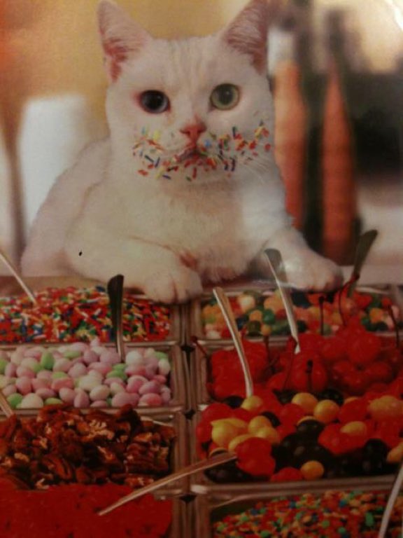 TranslatedCats's tweet photo. I'm not eating a pinch! https://t.co/TfyBzLYCPt