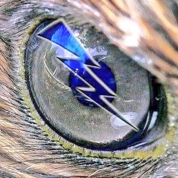 Falcon8fan's tweet photo. @fisher_pharoh 
Welcome to the Bolt Brotherhood‼️
Looking forward to following your career as a Service Athlete‼️
⚡🏈🇺🇸⚡🏈🇺🇸⚡🏈🇺🇸⚡🏈🇺🇸⚡
#BoltFamily
#PharohFalcon https://t.co/5KqtfznjiA