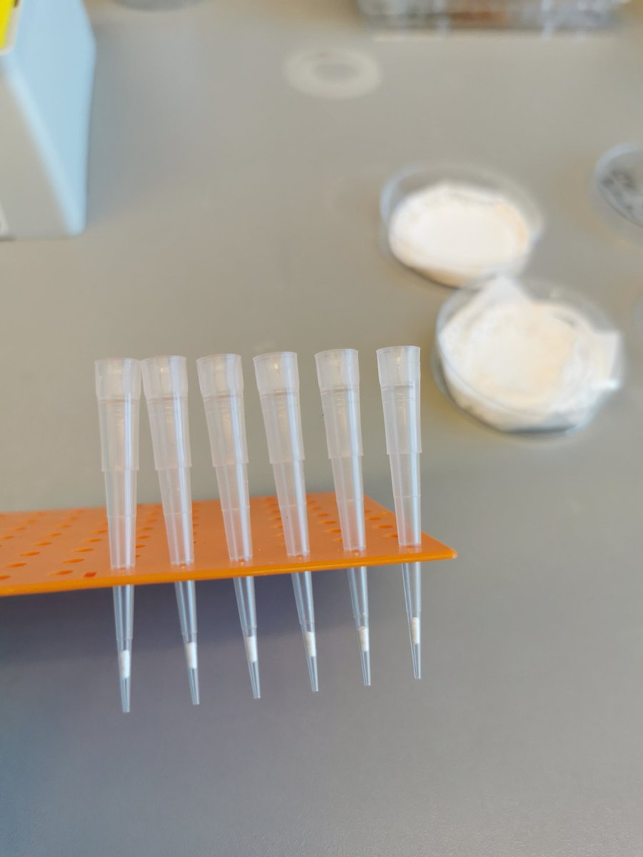 STrap-tip-based protein sample processing for #metaproteomics is happening this month at @UniNMBU

<a href="/prodigioproject/">ProdigioProject</a> <a href="/magnusarntzen/">Magnus Ø. Arntzen</a>