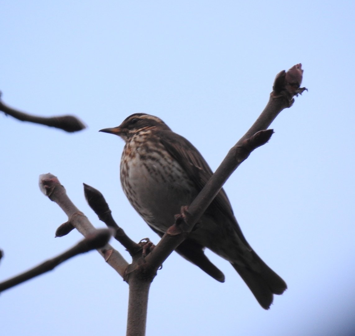 barbaralit's tweet photo. Sparrowhawk on the common today, it did have a head! Lots of Redwing and the Little Grebe has loved to the Railway Lake @NickRutter3 @Tigercatgirl @White1939D @wwcommon https://t.co/gFORhFYYhM