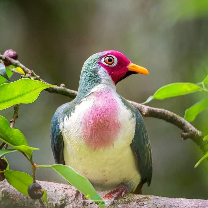 SarahiArQui's tweet image. Jambu fruit dove, colorful and beautiful ❤️💚💛 Photo by @chanmonkhit

#NaturePhotography