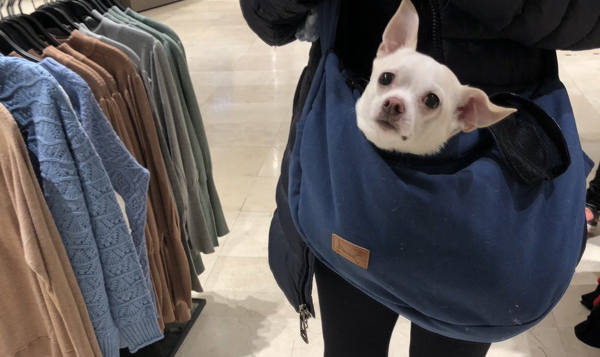 MaIsabel2026's tweet photo. Voy con mami de compras y cuando me canso me pone en mi bolsita.
#Leo
#quemono 😍 https://t.co/0DDNt58jyM