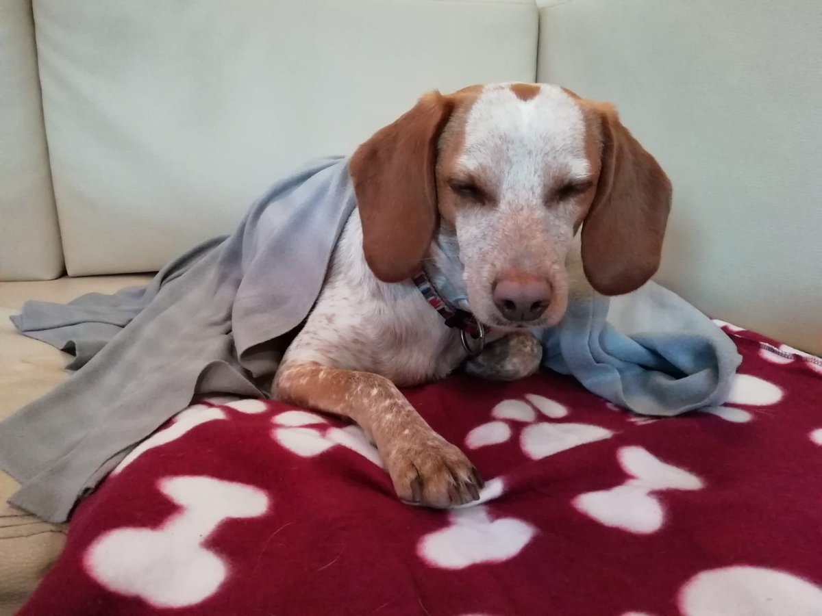 ImSammyTheDog's tweet photo. I'm not sleeping at all, just letting my eyes rest a bit...
#dogsoftwitter #dogs #RescueDogs https://t.co/LUyYkxMIjo