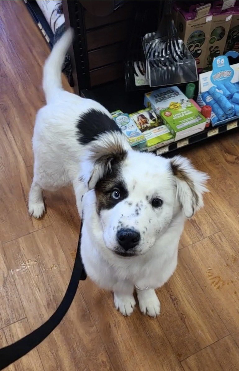 All it took was one look from Gobee to instantly fall in love 😃 🐶 
#cutecustomeralert #gobee #fourmonthsold #cutepuppy #dogsofinstagram #instadog #yegdogs #yeg #loveliveshere ❤️ 🐾 #dogsoftwitter