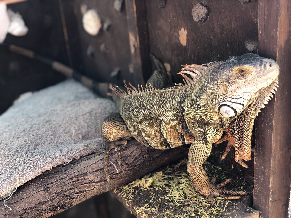 JOVANYNEPO's tweet photo. @MrIguana  dice mi amigo  que si le das chance a  la yezka  de ir  a dar el rool 🦎🤟🏻😎 https://t.co/NiTclp9JO1