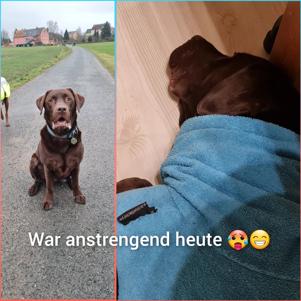 Heute viele Hunde und Kinder getroffen und daher vieeeel geübt, Bosko ist kaputt für heute 😅.